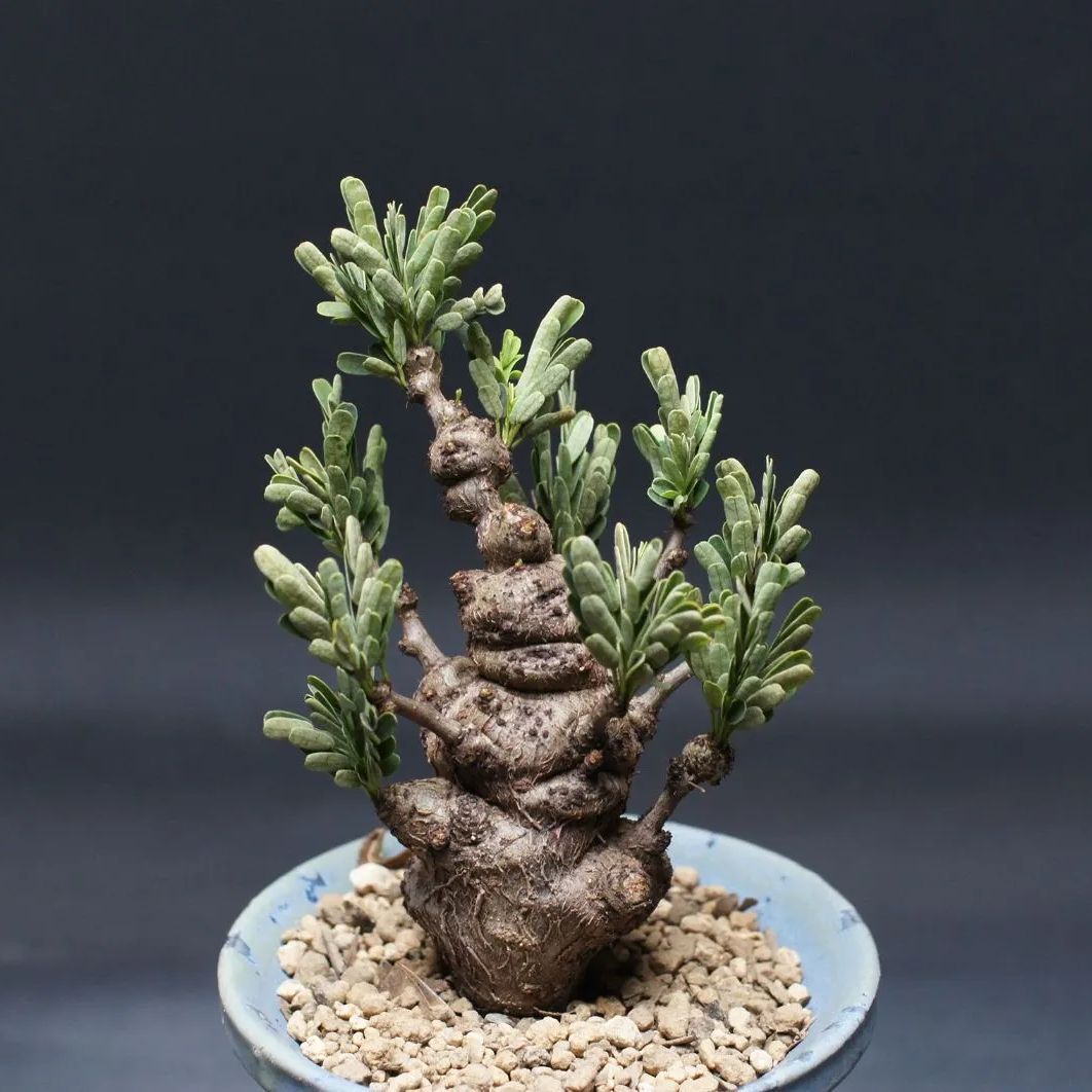 センナ メリディオナリス