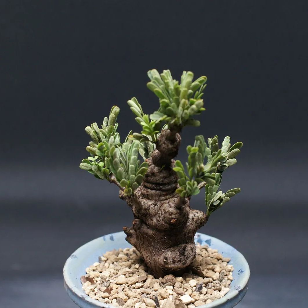 センナ メリディオナリス