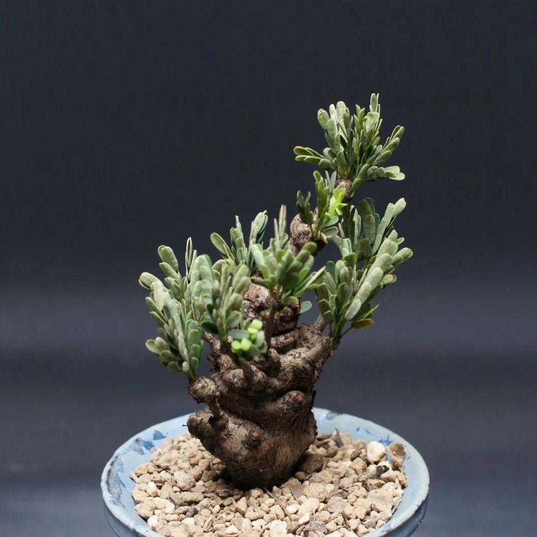 センナ メリディオナリス