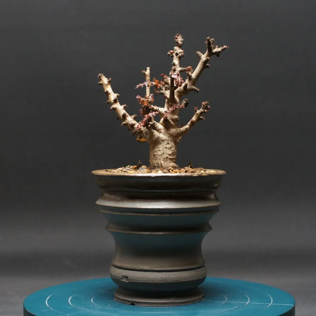 【サマーセール！！】ボスウェリアナナ×アスプレニフォリア 実生 現品限り】ボスウェリア・ナナ × アスプレニフォリア 実生【AD29