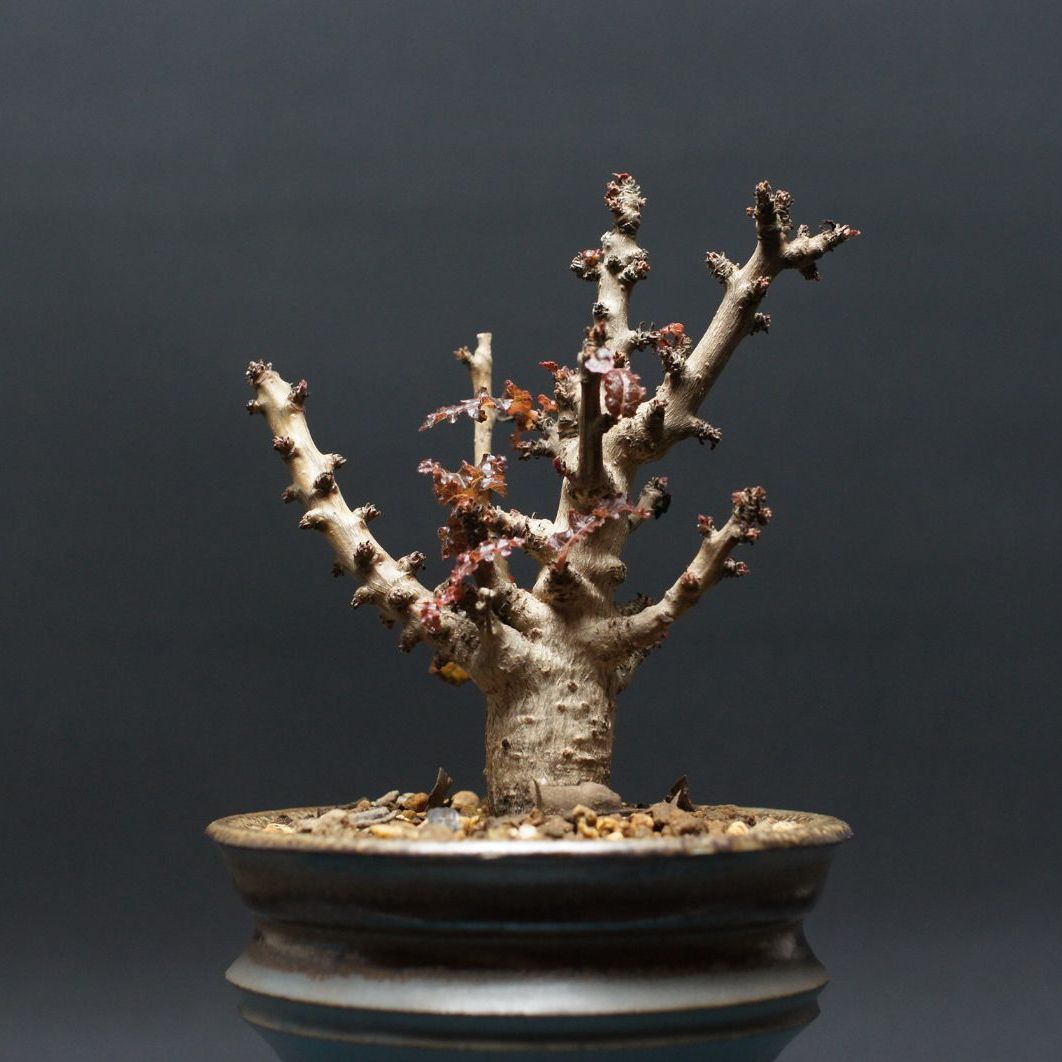 ボスウェリア ナナ Boswellia nana 管理2431