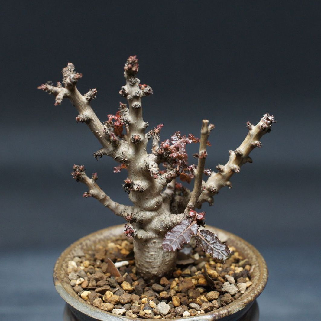  ボスウェリア ナナ Boswellia nana 管理2431 塊根植物 コーデックス 観葉植物