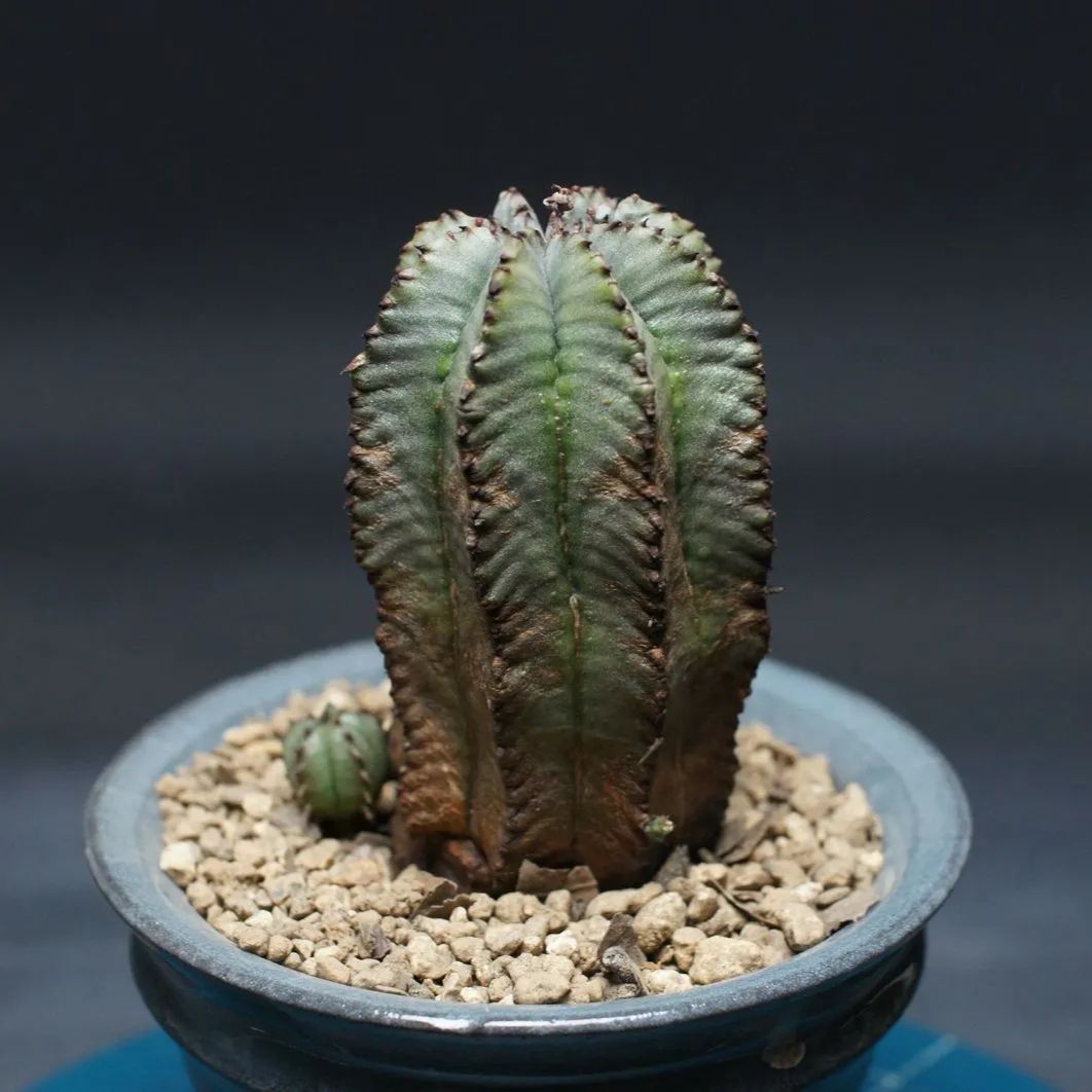 ユーフォルビア ホリダ アルバ ユーフォルビア ホリダアルバ 白肌 植物