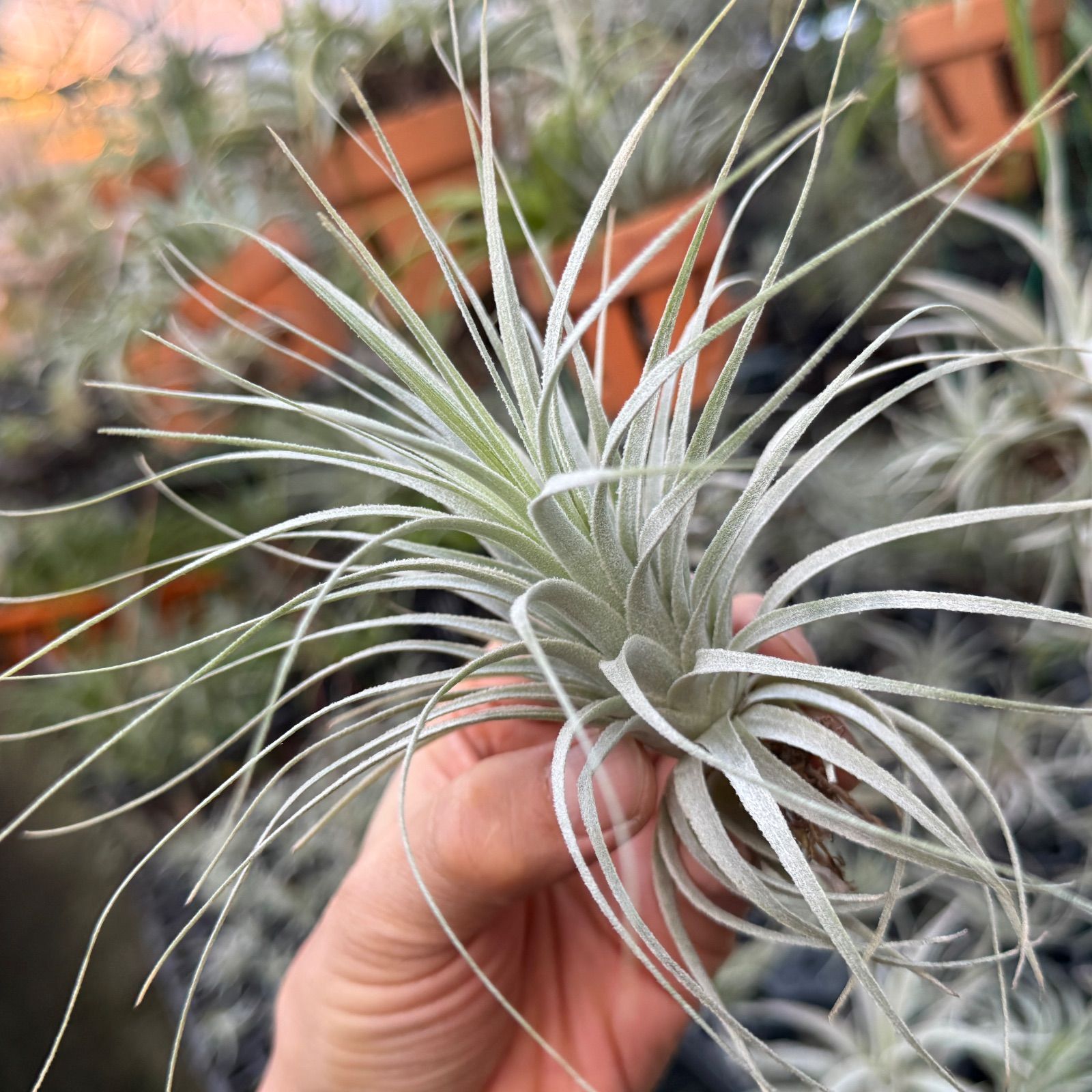 チランジア チャペウエンシス Tillandsia 最高 chapeuensis チランジア チャペウエンシス Tillandsia 最高 chapeuensis