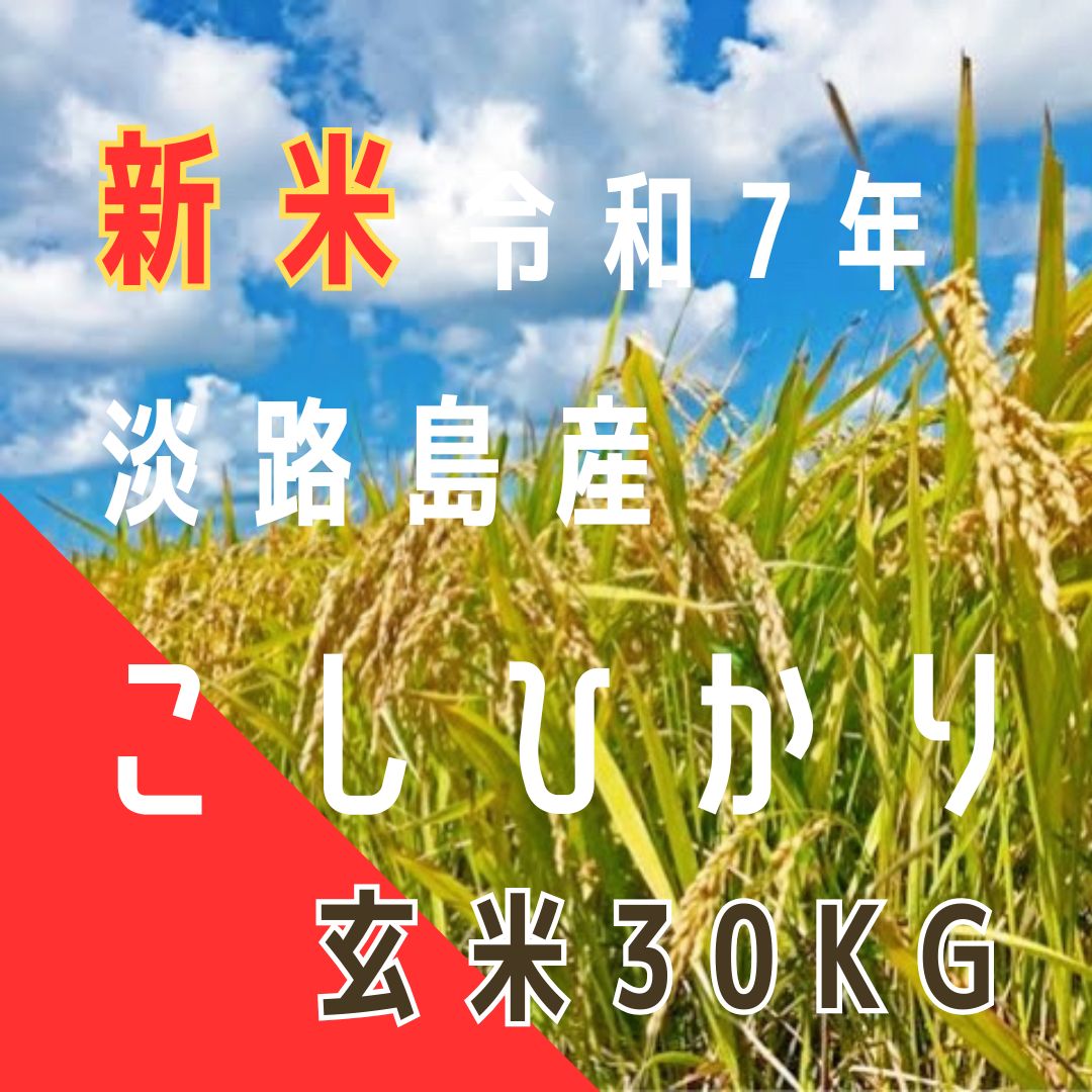新米 令和7年産 こしひかり 玄米30キロ 淡路島産 産地直送 お米 送料込み 送料無料 30kg