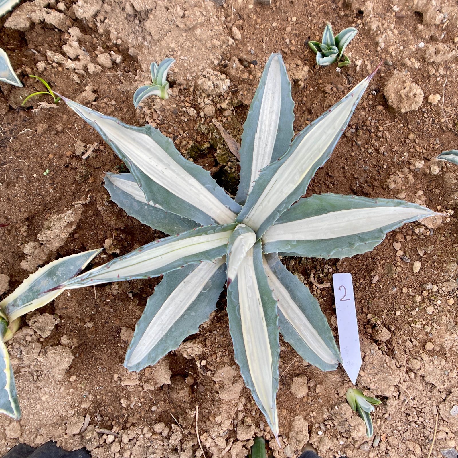 アガベ 華厳 大株 だるま リュウゼツラン アメリカーナメディオピクタ