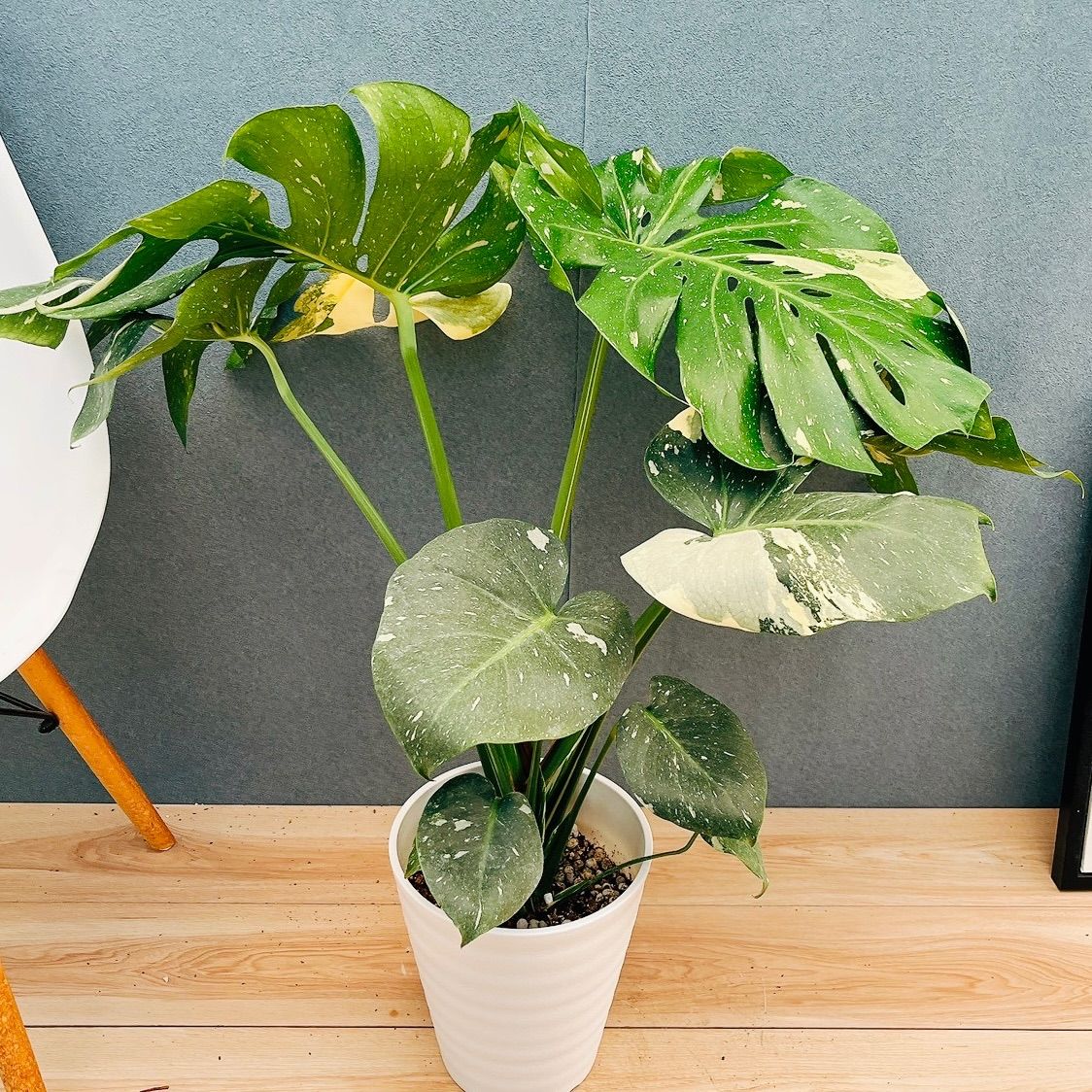 現品 87番 モンステラ 斑入り 7号 観葉植物 室内 鉢受け皿付き おしゃれ