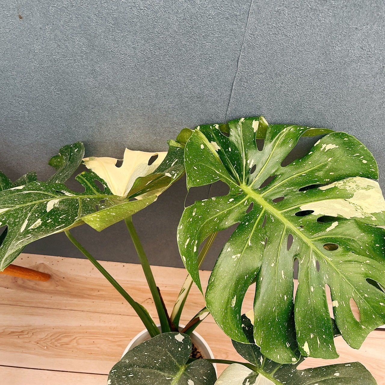 現品 87番 モンステラ 斑入り 7号 観葉植物 室内 鉢受け皿付き おしゃれ WWW_SMP1DAWEKUDUS_SCH_ID