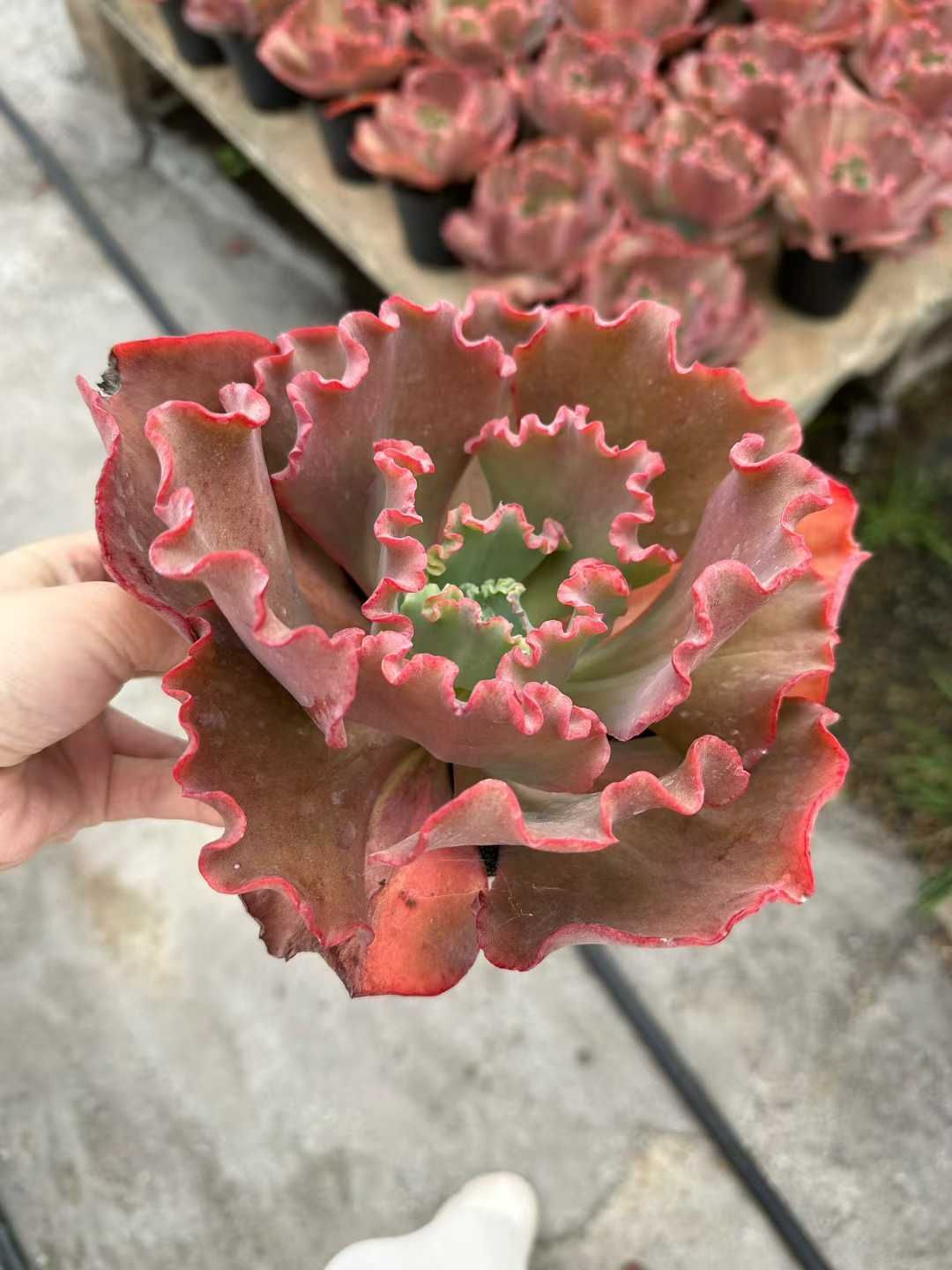 24株 クイーンハナガサ 多肉植物 エケベリア セダム アエオニウム グラプトペタルム 韓国苗 寄せ植え CQ 1937