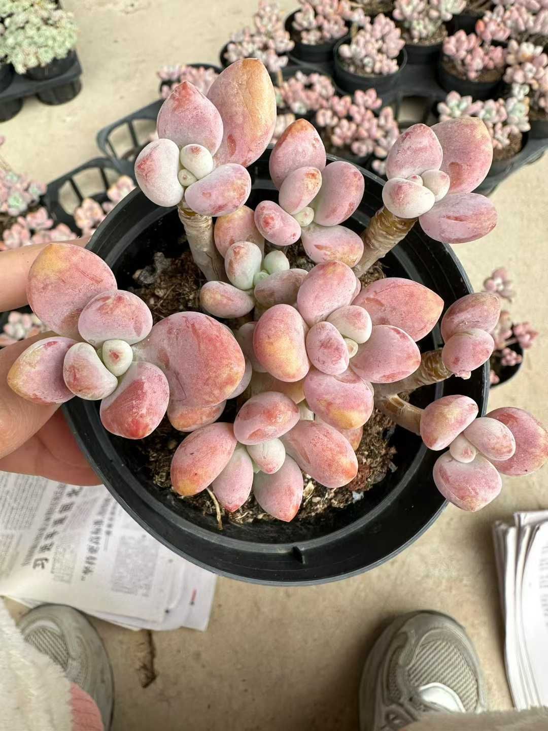 24株×ロウショウラクジン 多肉植物 エケベリア セダム アエオニウム グラプトペタルム 韓国苗 寄せ植え CQ 1936