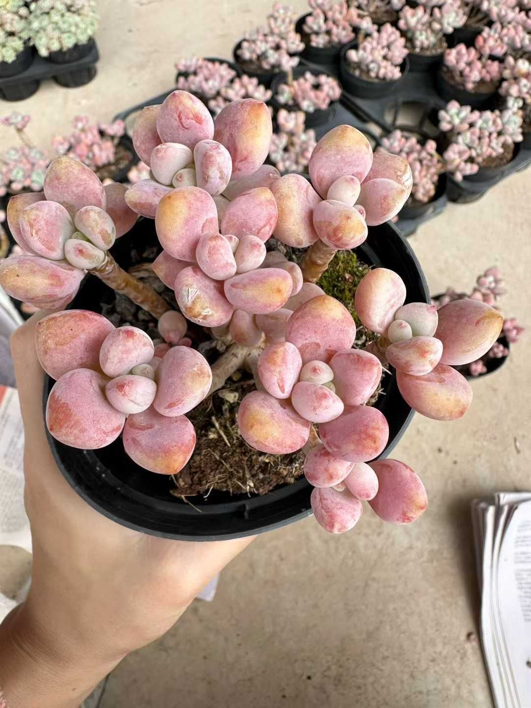 24株 ロウショウラクジン 多肉植物 エケベリア セダム アエオニウム グラプトペタルム 韓国苗 寄せ植え CQ 1936