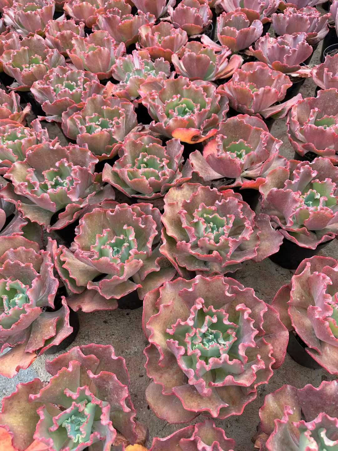 24株×クイーンハナガサ 多肉植物 エケベリア セダム アエオニウム グラプトペタルム 韓国苗 寄せ植え CQ 1937