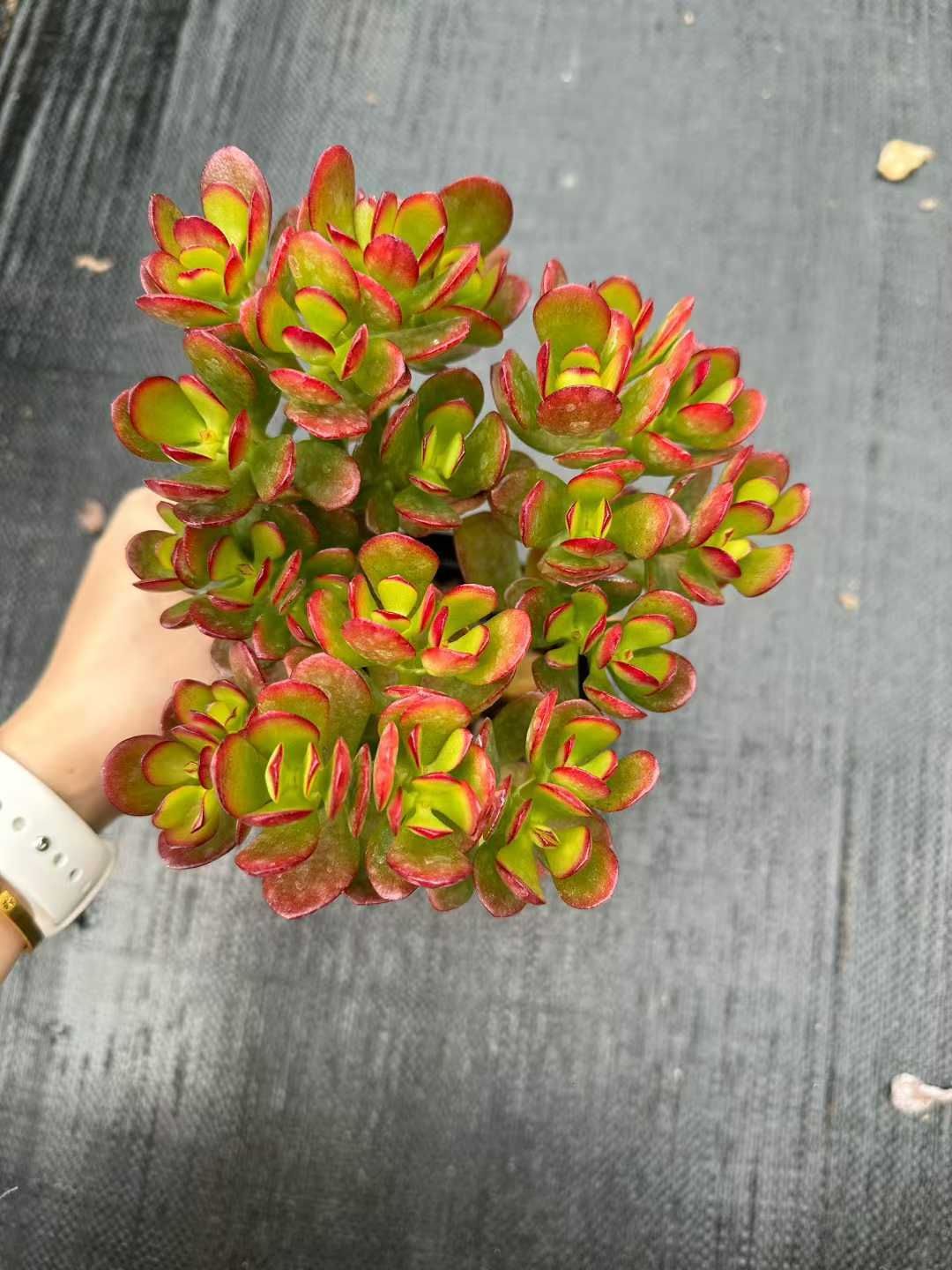 24株 ヒメコウカゲツ 多肉植物 エケベリア セダム アエオニウム グラプトペタルム 韓国苗 寄せ植え CQ 1938