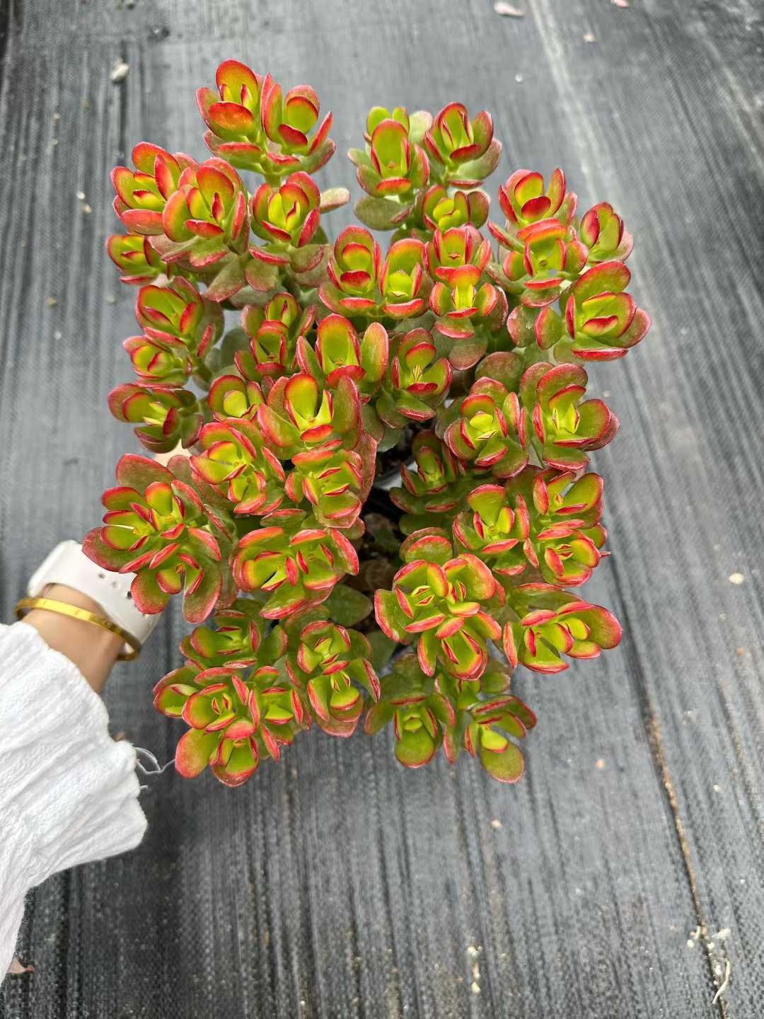 24株×ヒメコウカゲツ 多肉植物 エケベリア セダム アエオニウム グラプトペタルム 韓国苗 寄せ植え CQ 1938