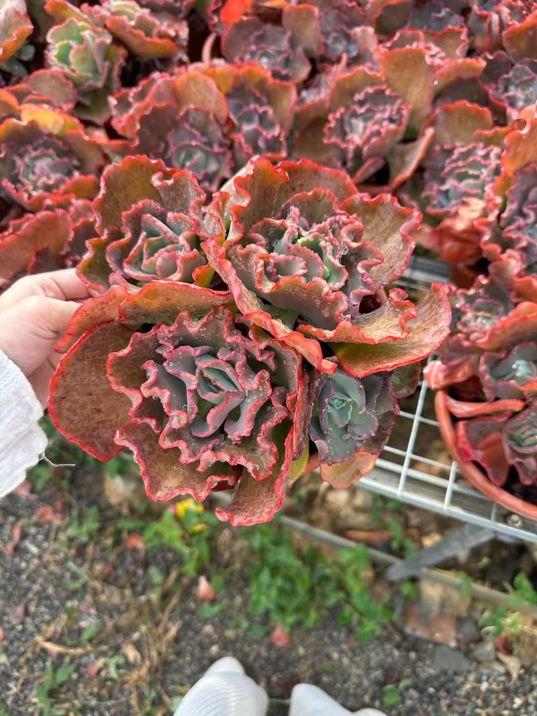 12株×クイーンハナガサ 多肉植物 エケベリア セダム アエオニウム グラプトペタルム 韓国苗 寄せ植え CQ 1940