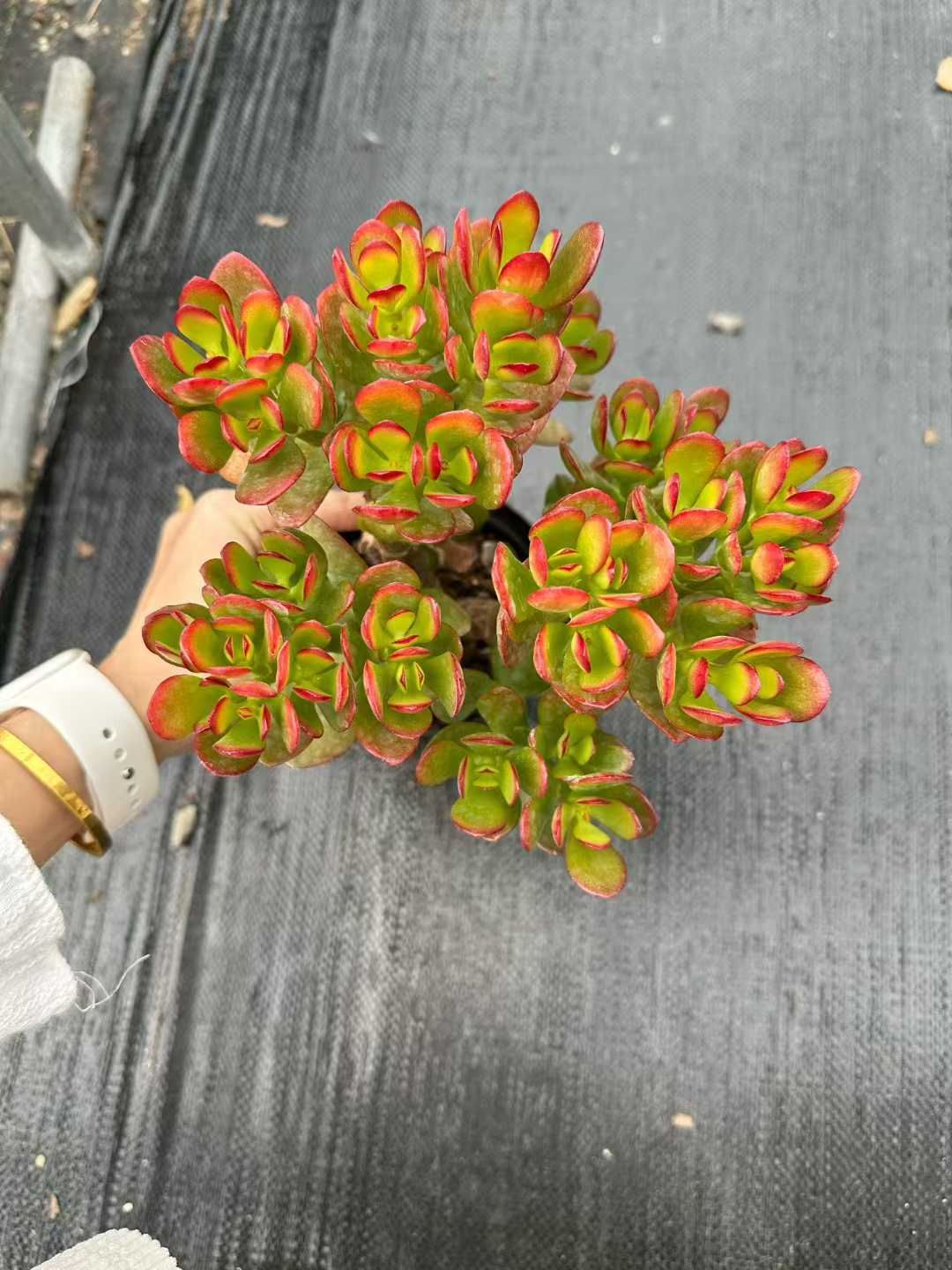 24株×ヒメコウカゲツ 多肉植物 エケベリア セダム アエオニウム グラプトペタルム 韓国苗 寄せ植え CQ 1938