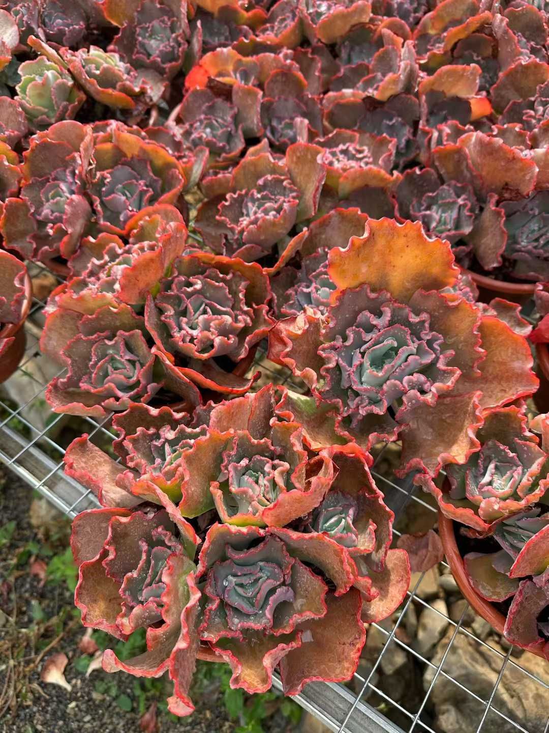 12株×クイーンハナガサ 多肉植物 エケベリア セダム アエオニウム グラプトペタルム 韓国苗 寄せ植え CQ 1940