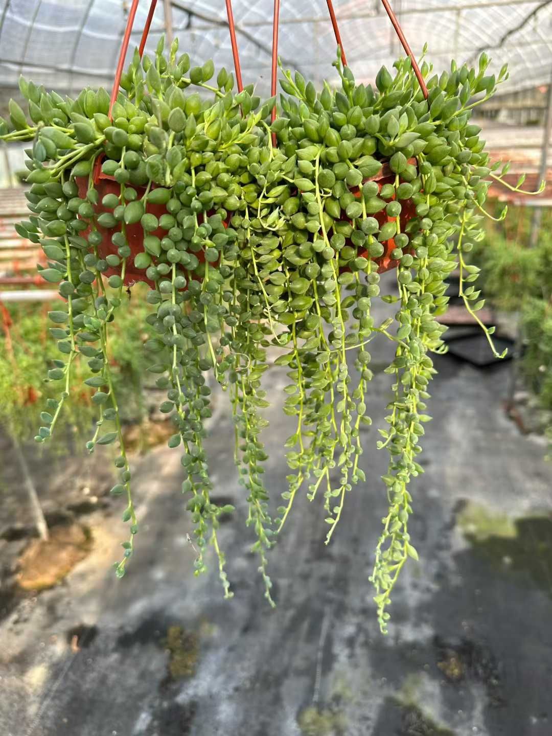 24株 コハルヒトナミダ 多肉植物 エケベリア セダム アエオニウム グラプトペタルム 韓国苗 寄せ植え CQ 1941