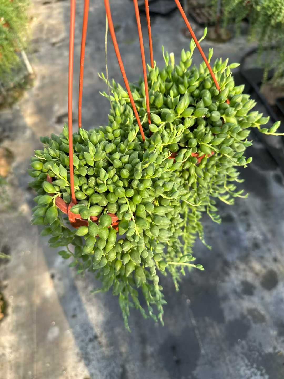 24株×コハルヒトナミダ 多肉植物 エケベリア セダム アエオニウム グラプトペタルム 韓国苗 寄せ植え CQ 1941