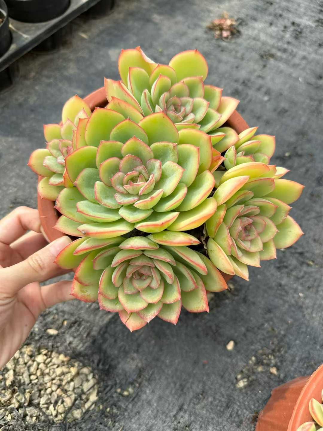 12株×シンロ 多肉植物 エケベリア セダム アエオニウム グラプトペタルム 韓国苗 寄せ植え CQ 1954