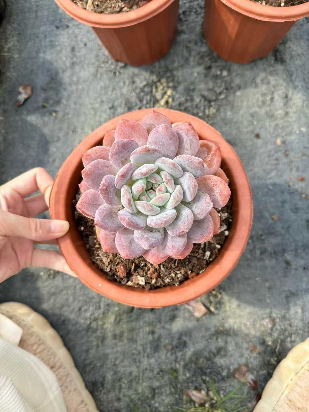 12株×オオダイダイ 多肉植物 エケベリア セダム アエオニウム グラプトペタルム 韓国苗 寄せ植え CQ 1955