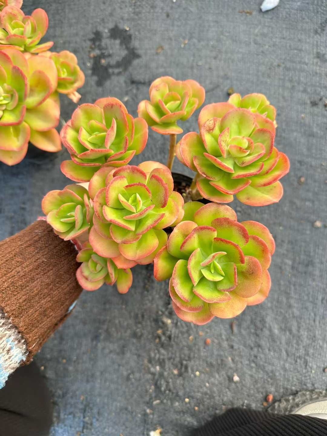 24株×コウバイ 多肉植物 エケベリア セダム アエオニウム グラプトペタルム 韓国苗 寄せ植え CQ 1956