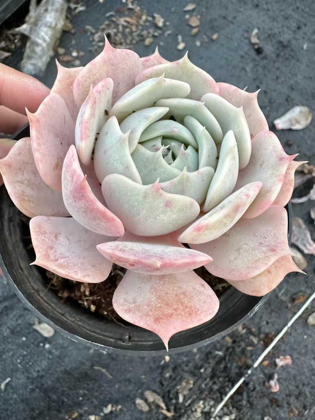 24株×ピンクローズ 多肉植物 エケベリア セダム アエオニウム グラプトペタルム 韓国苗 寄せ植え CQ 1958