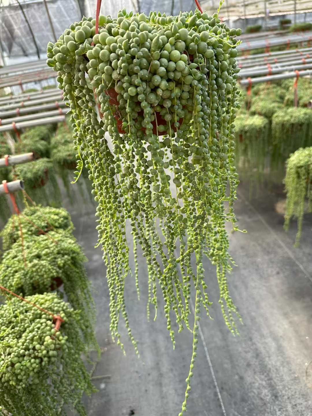 12株×ナガフジフクジュウ 多肉植物 エケベリア セダム アエオニウム グラプトペタルム 韓国苗 寄せ植え CQ 1945