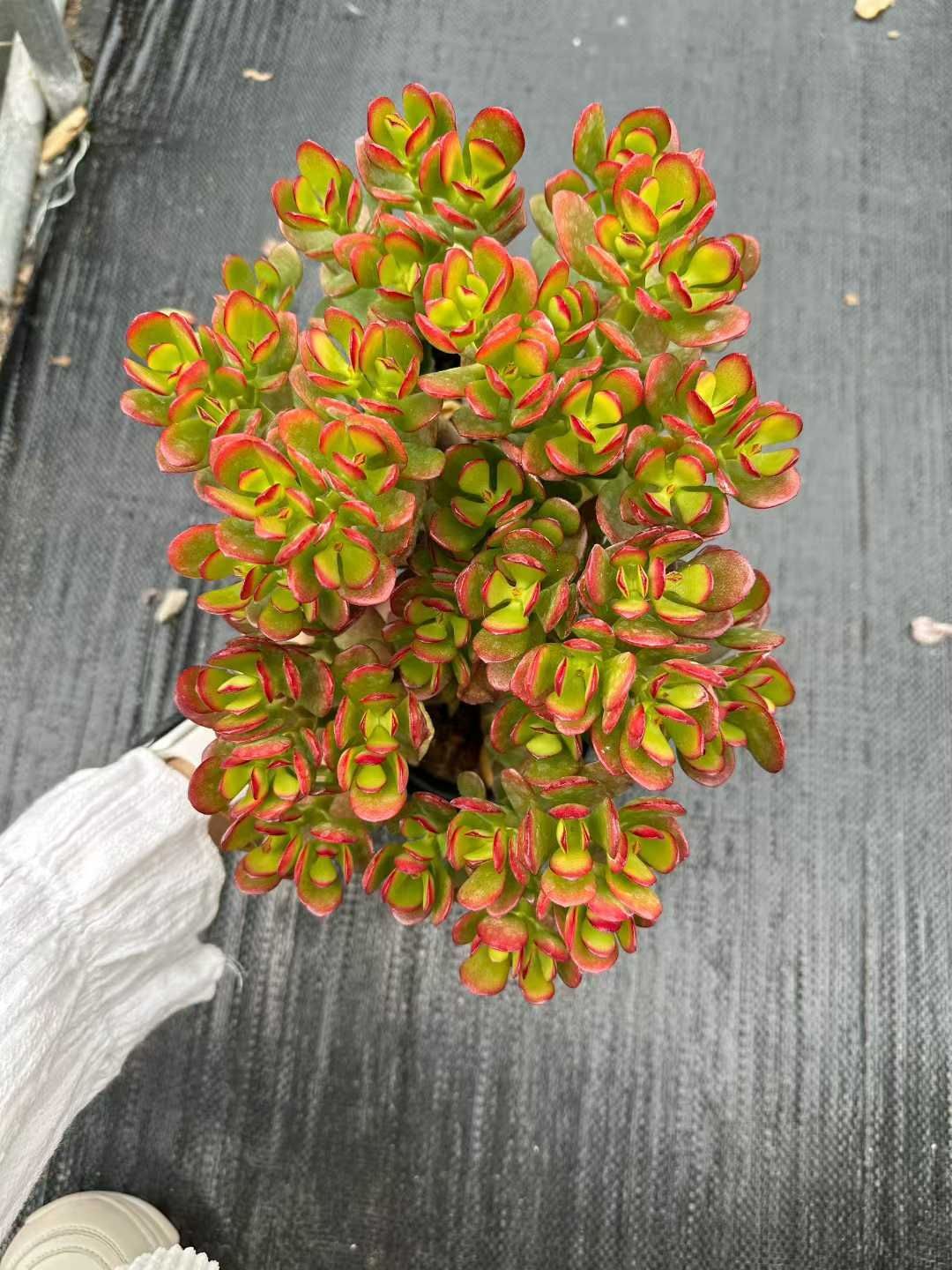 24株 コヨウオウキンシュ 多肉植物 エケベリア セダム アエオニウム グラプトペタルム 韓国苗 寄せ植え CQ 1947