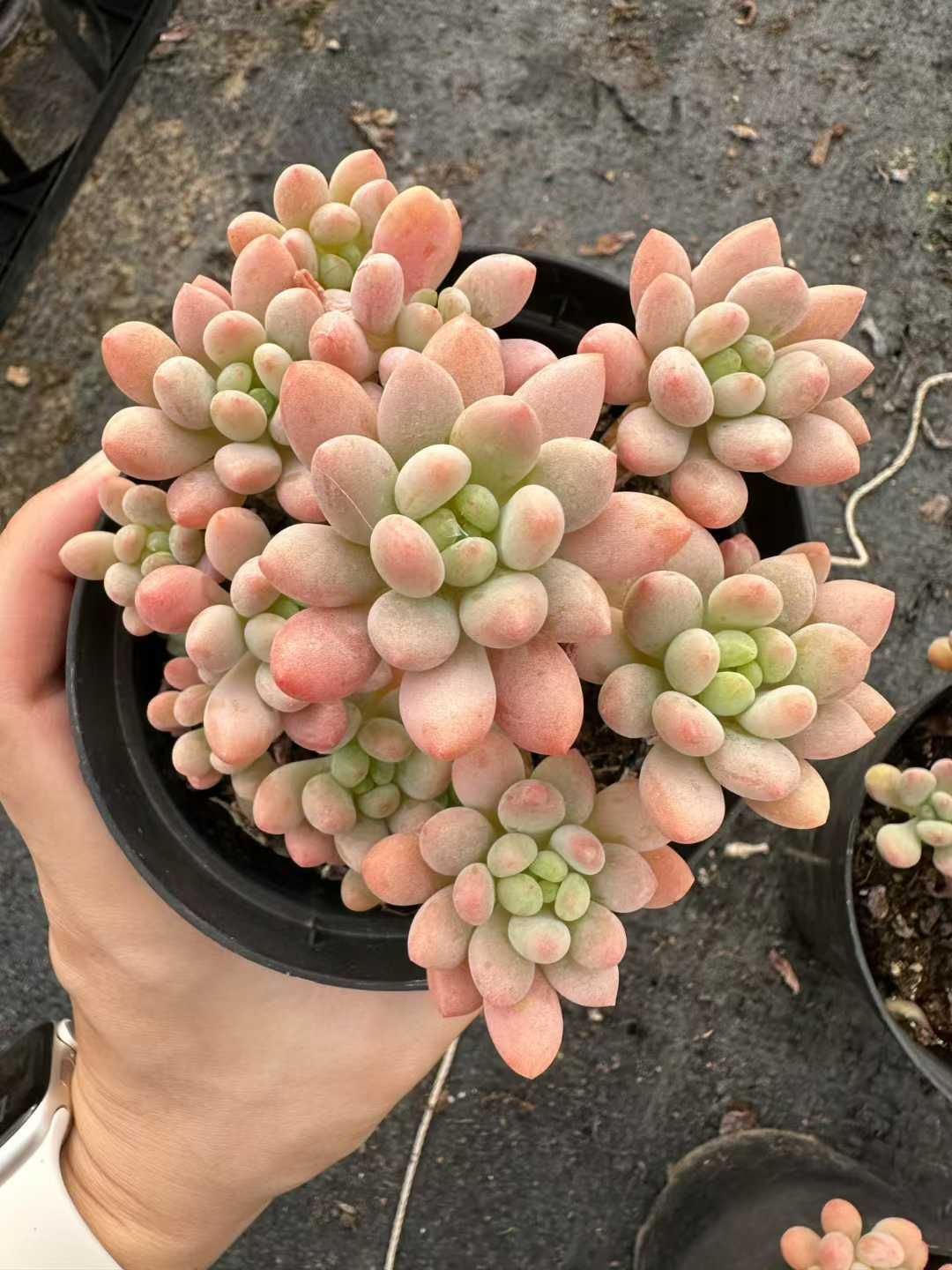 24株×ロココ 多肉植物 エケベリア セダム アエオニウム グラプトペタルム 韓国苗 寄せ植え CQ 1948