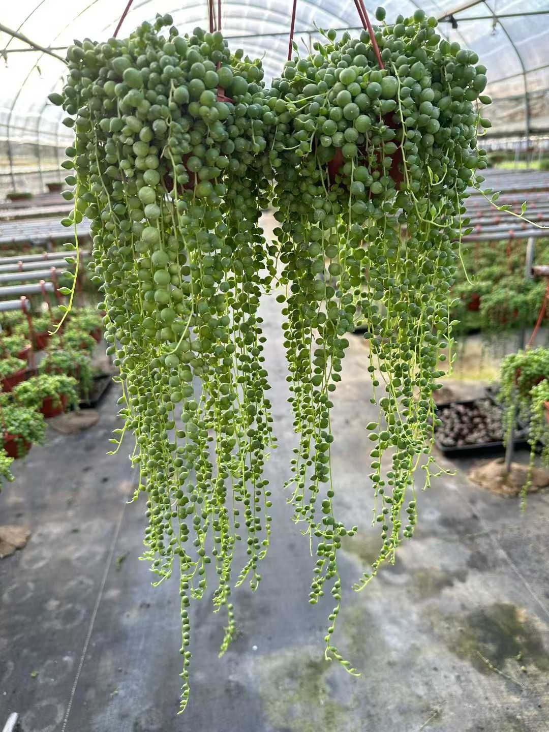 12株×ナガフジフクジュウ 多肉植物 エケベリア セダム アエオニウム グラプトペタルム 韓国苗 寄せ植え CQ 1944