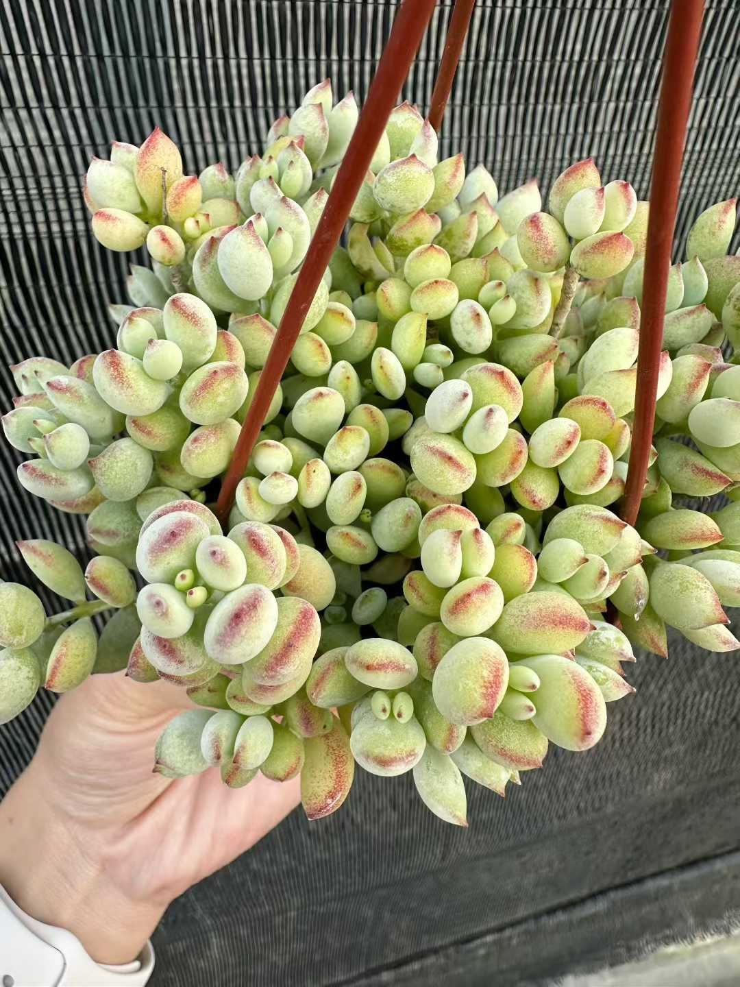 24株×コダルマ 多肉植物 エケベリア セダム アエオニウム グラプトペタルム 韓国苗 寄せ植え CQ 1949