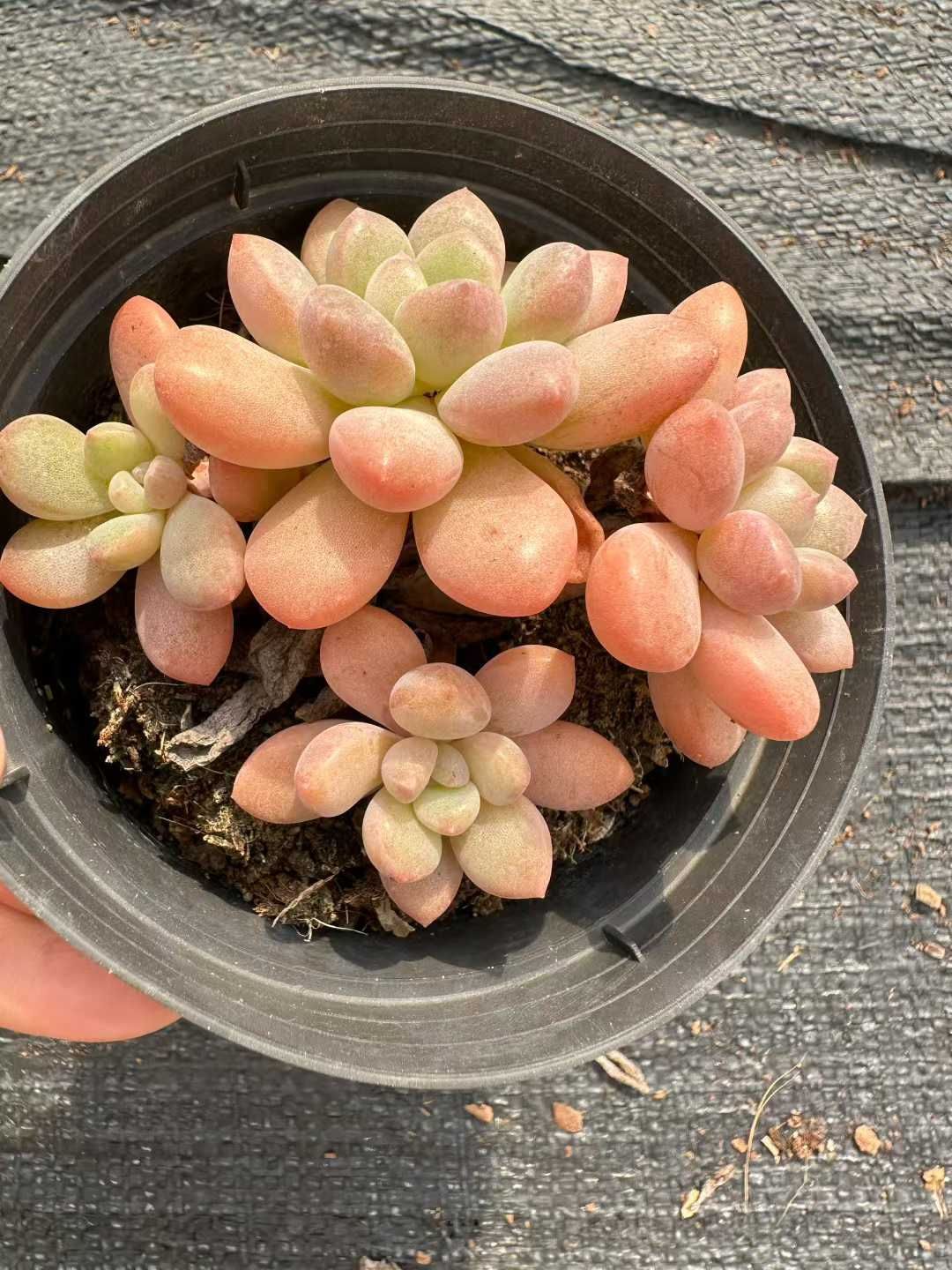 24株×ロウショウシラサギ 多肉植物 エケベリア セダム アエオニウム グラプトペタルム 韓国苗 寄せ植え CQ 1952