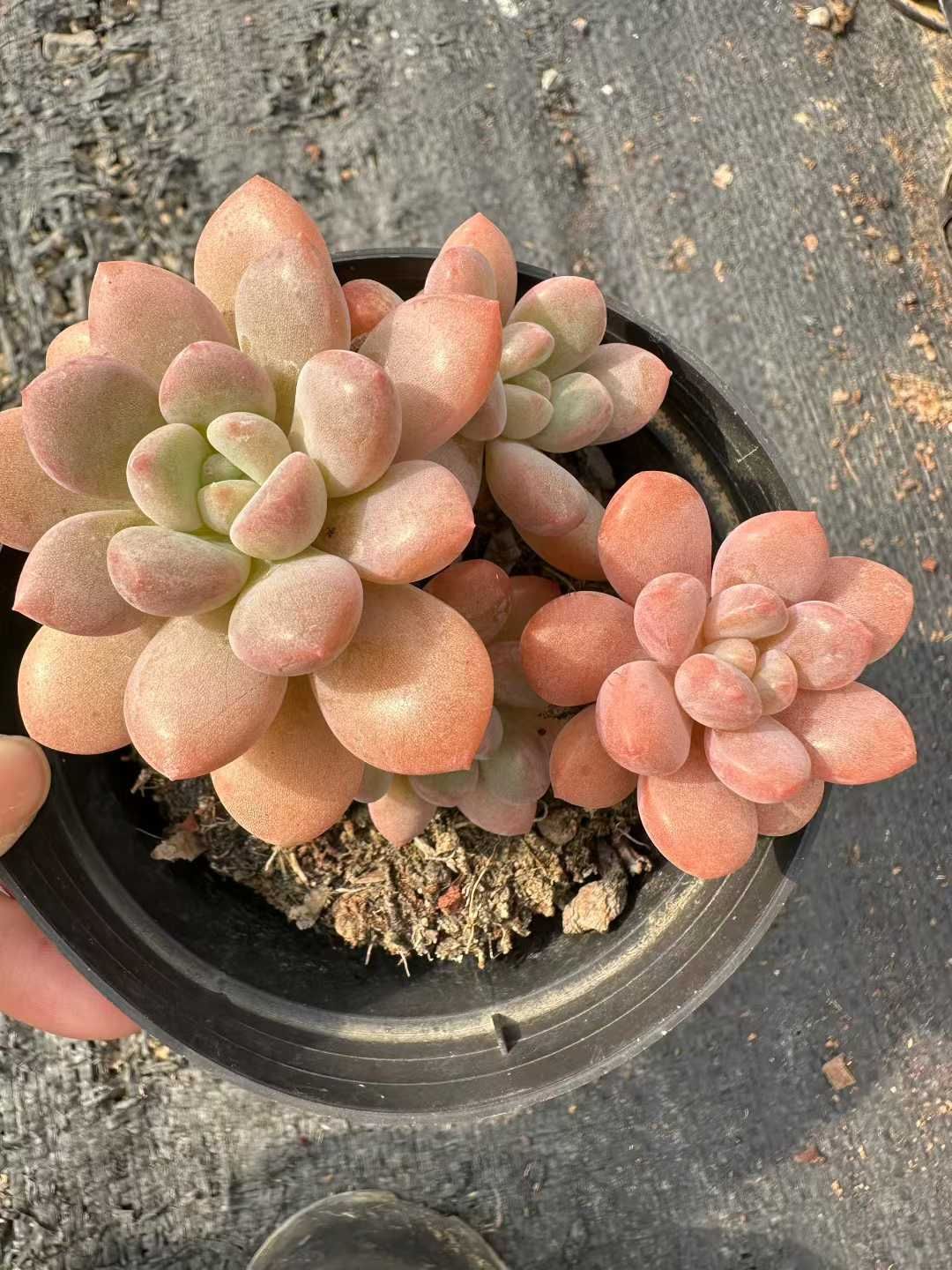 24株 ロウショウシラサギ 多肉植物 エケベリア セダム アエオニウム グラプトペタルム 韓国苗 寄せ植え CQ 1952