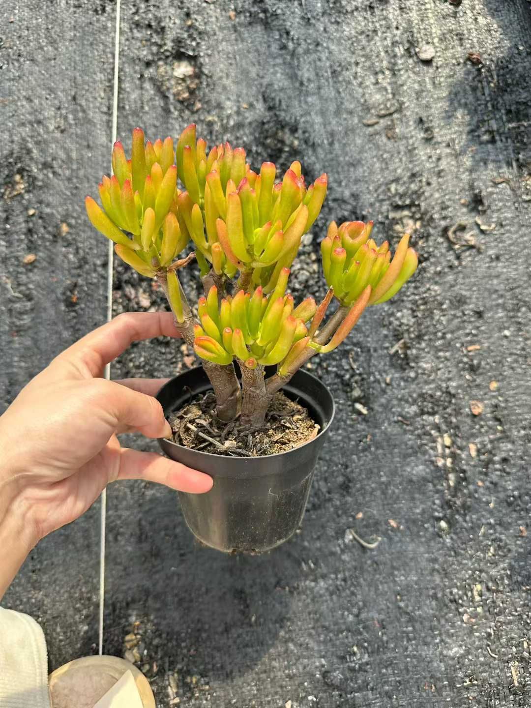 24株×キャッシュスキマー 多肉植物 エケベリア セダム アエオニウム グラプトペタルム 韓国苗 寄せ植え CQ 1953