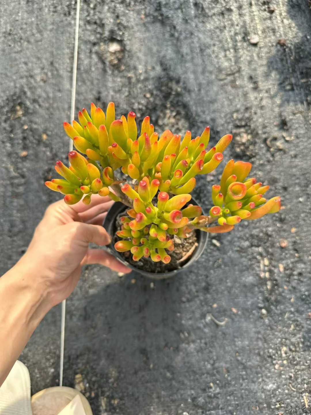 24株×キャッシュスキマー 多肉植物 エケベリア セダム アエオニウム グラプトペタルム 韓国苗 寄せ植え CQ 1953