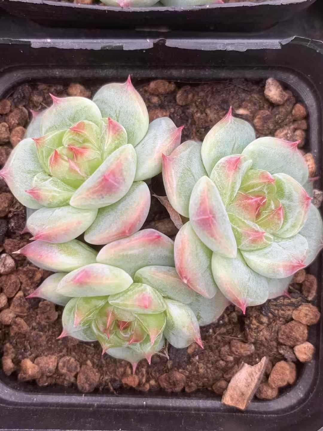 24株×タマフウヨウ 多肉植物 エケベリア セダム アエオニウム グラプトペタルム 韓国苗 寄せ植え LX 151