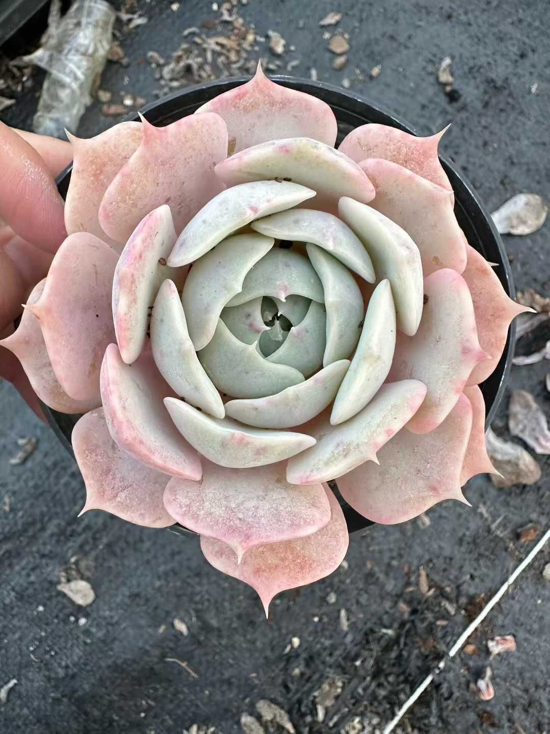 24株×ピンクローズ 多肉植物 エケベリア セダム アエオニウム グラプトペタルム 韓国苗 寄せ植え CQ 1958