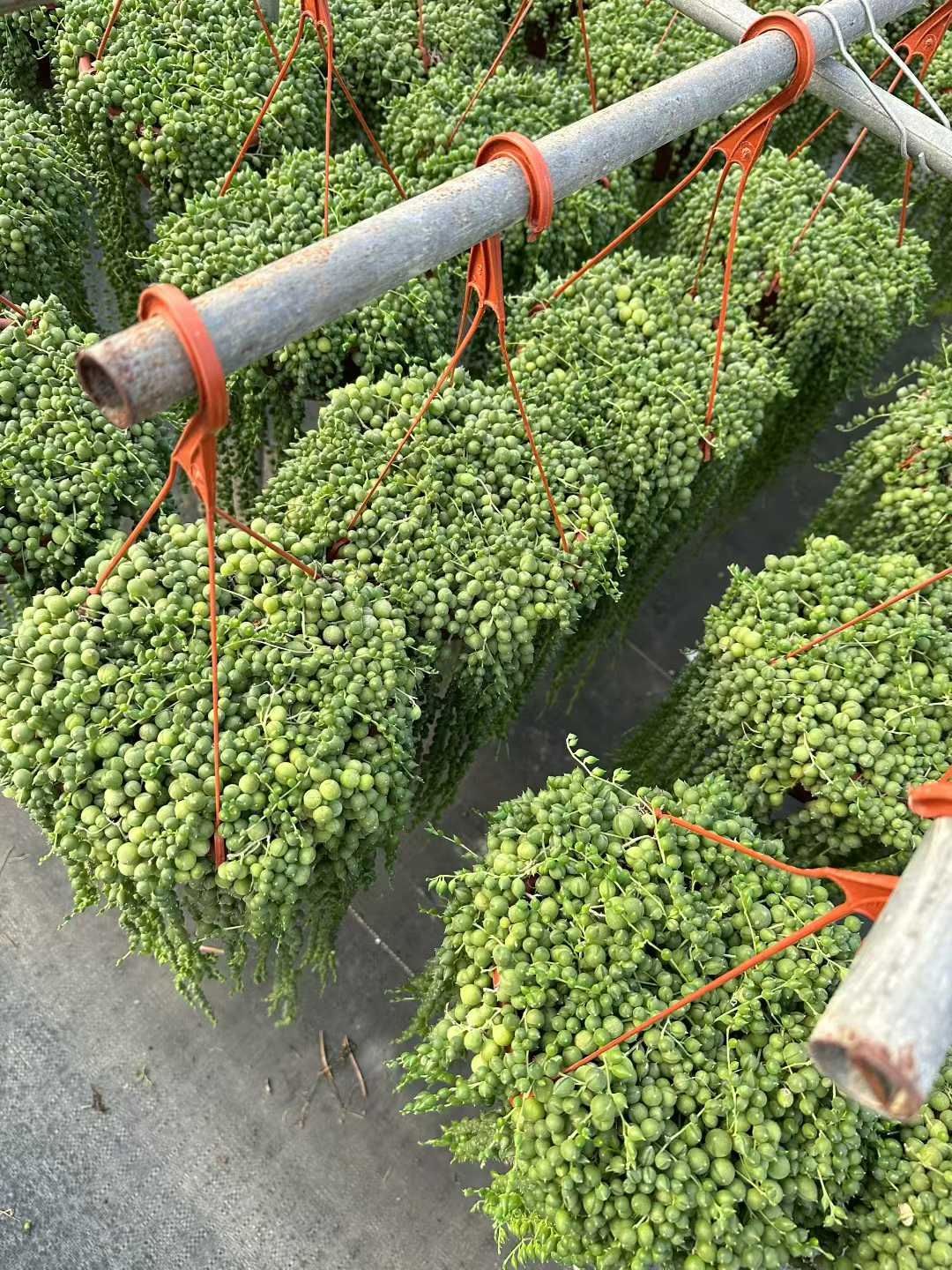 12株×ナガフジフクジュウ 多肉植物 エケベリア セダム アエオニウム グラプトペタルム 韓国苗 寄せ植え CQ 1945 大型観葉 その他多肉植物 