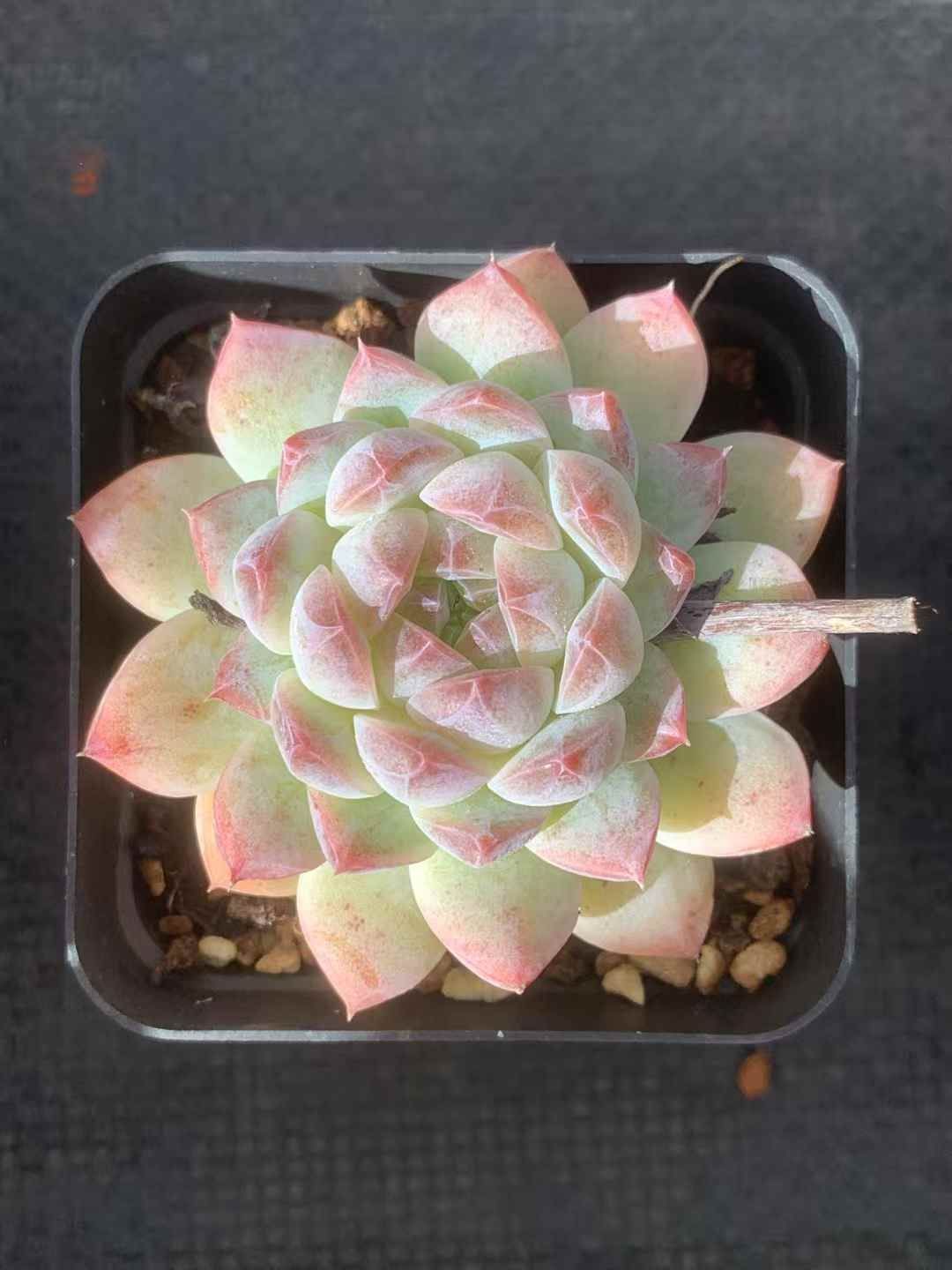 24株×オウカムン 多肉植物 エケベリア セダム アエオニウム グラプトペタルム 韓国苗 寄せ植え LX 153