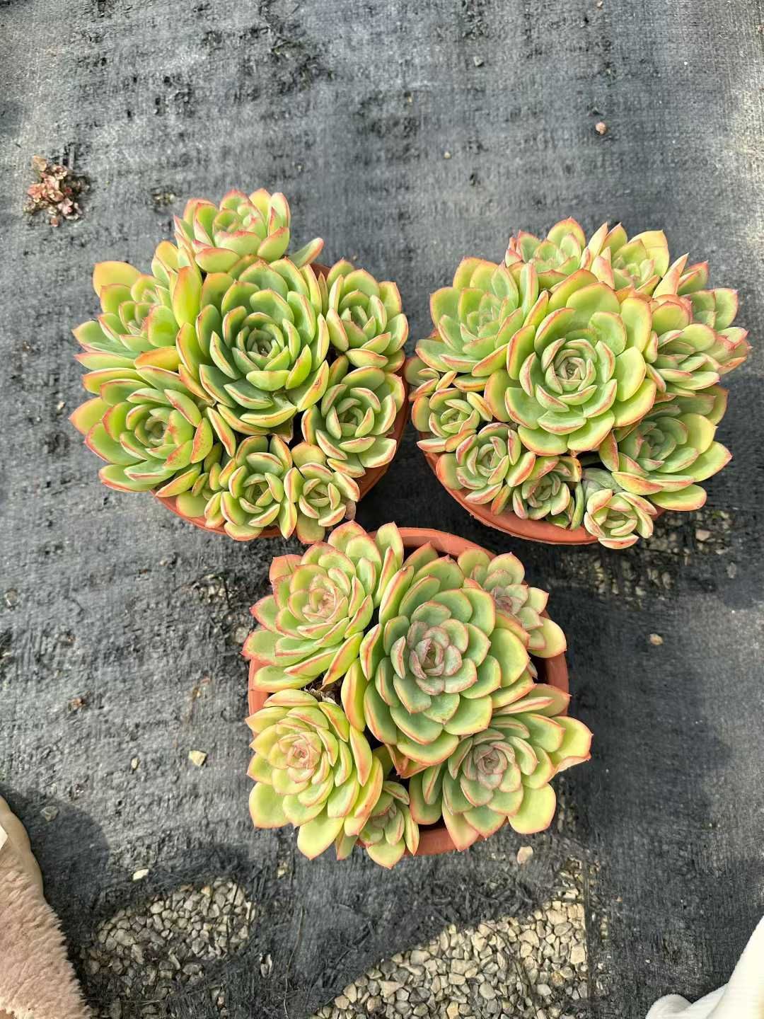 12株×シンロ 多肉植物 エケベリア セダム アエオニウム グラプトペタルム 韓国苗 寄せ植え CQ 1954