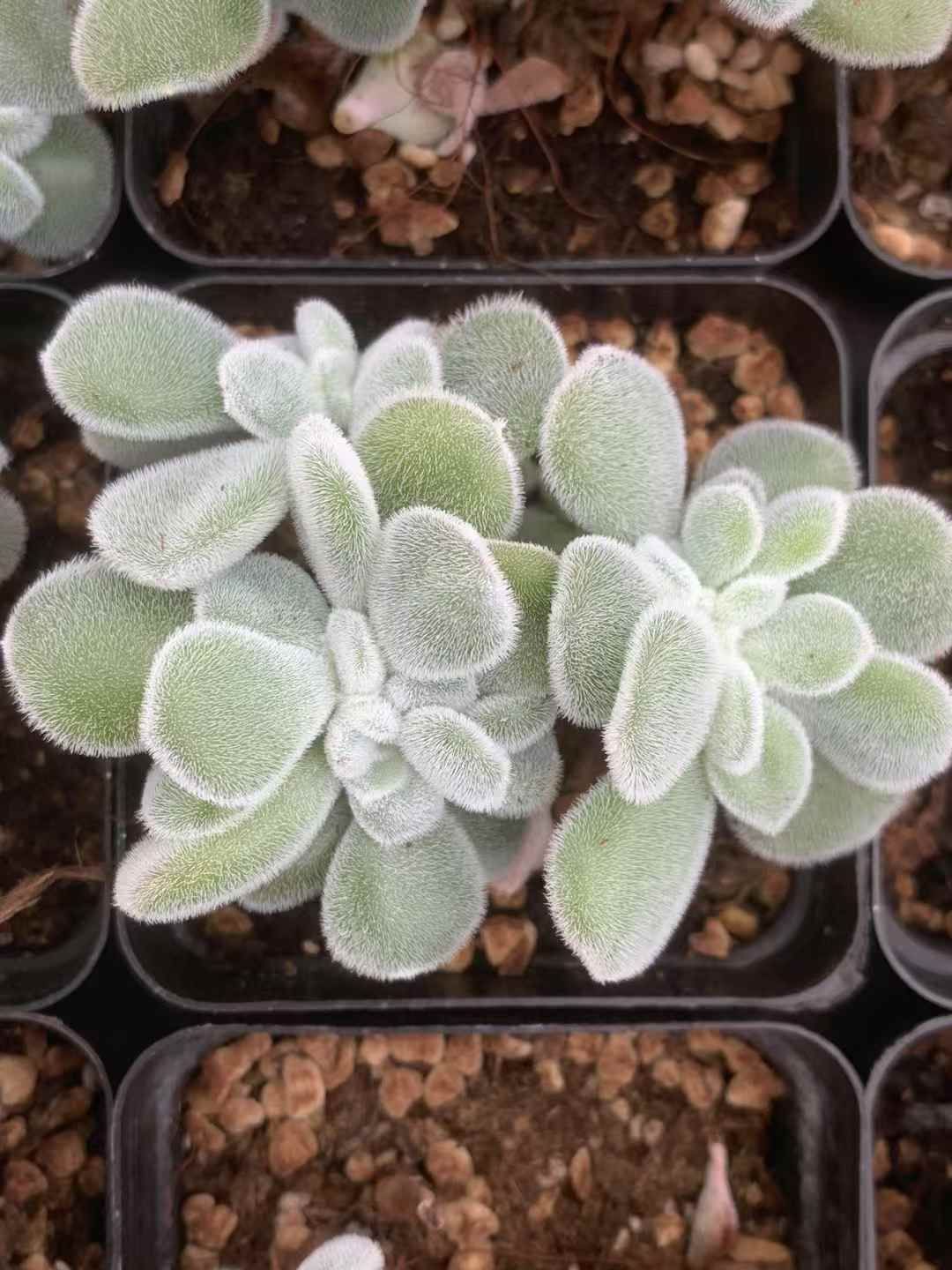 50株 ワタアケボシツズキ 多肉植物 エケベリア セダム アエオニウム グラプトペタルム 韓国苗 寄せ植え LX 156