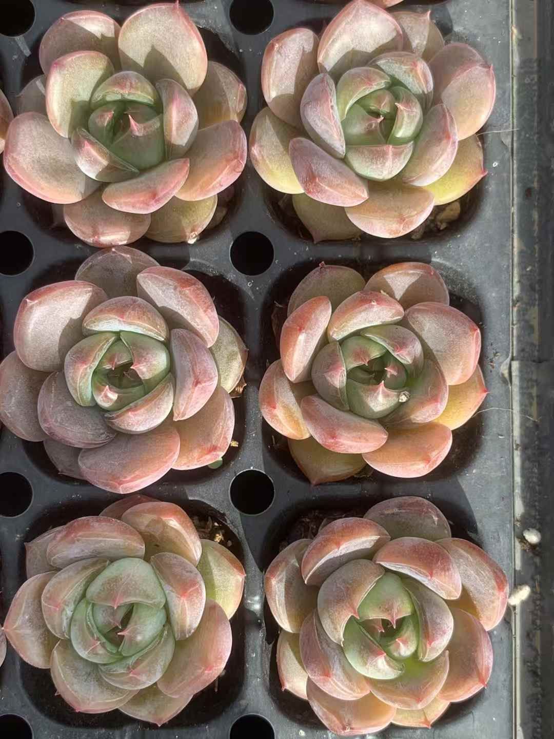 72苗 ロウキン 多肉植物 エケベリア セダム アエオニウム グラプトペタルム 韓国苗 寄せ植え LX 157 その他多肉植物 観葉植物 フラワー ガーデニング