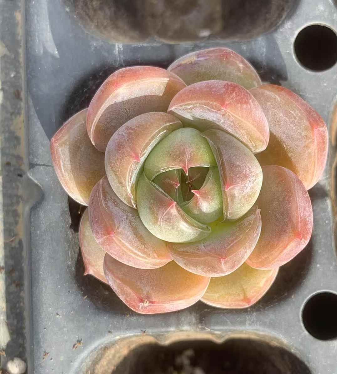 ロウキン 多肉植物