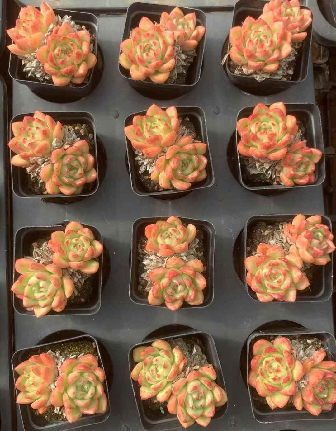 50株 レッドキング 多肉植物 エケベリア セダム アエオニウム グラプトペタルム 韓国苗 寄せ植え LX 158