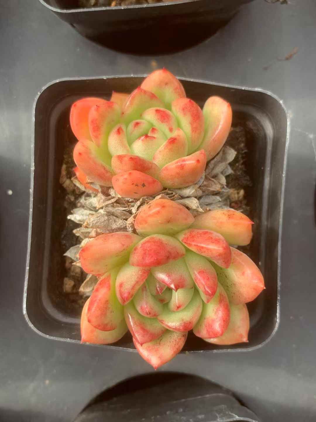 セダム アエオニウム