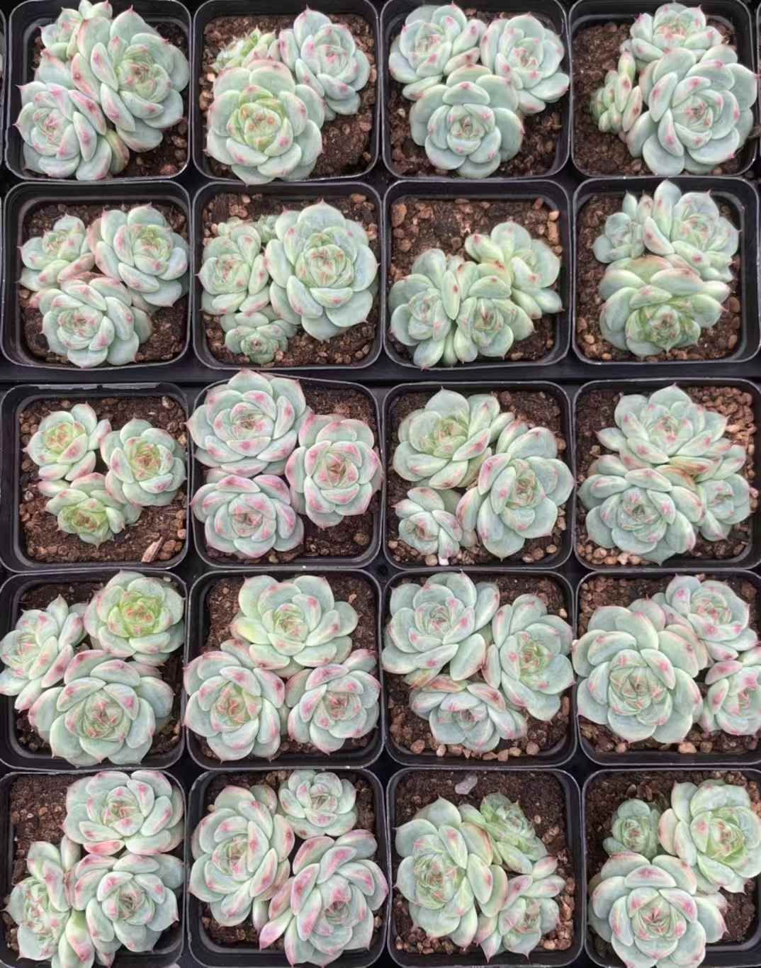 セダム アエオニウム