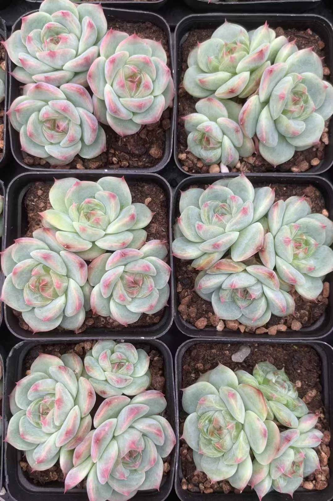 24株×タマフウヨウ 多肉植物 エケベリア セダム アエオニウム グラプトペタルム 韓国苗 寄せ植え LX 151 父の日ギフト 敬老の日ギフト