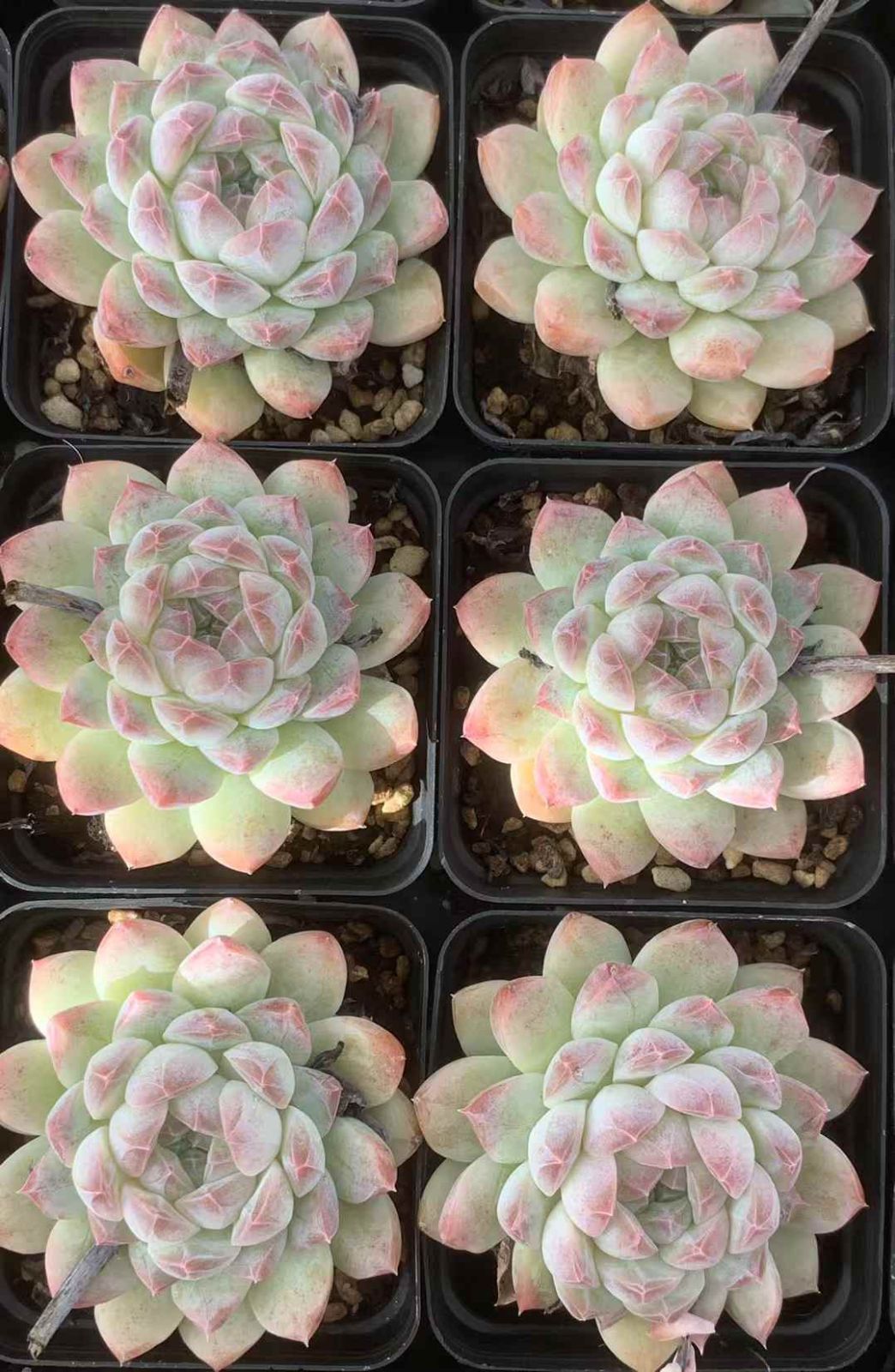 24株×オウカムン 多肉植物 エケベリア セダム アエオニウム グラプトペタルム 韓国苗 寄せ植え LX 153