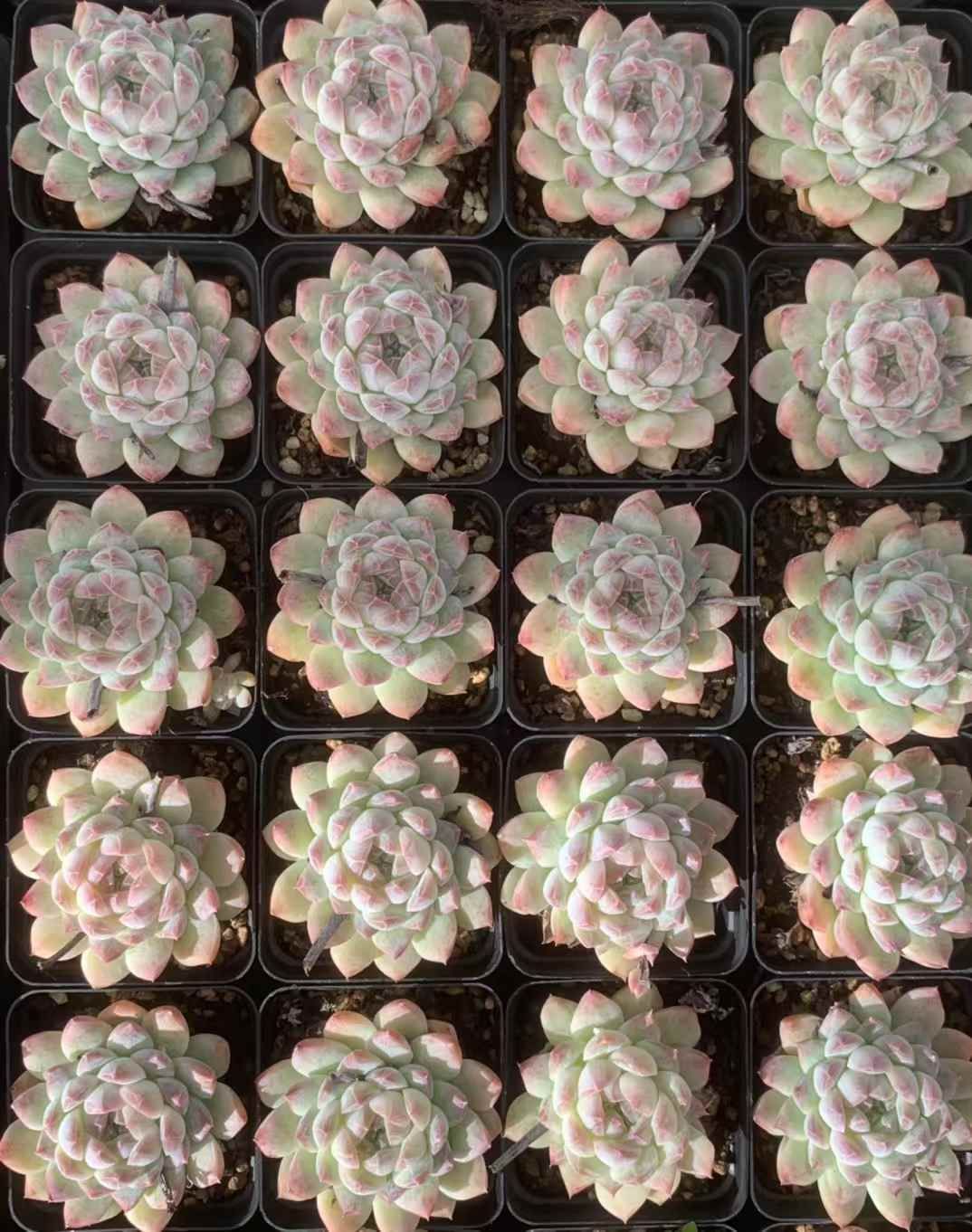 24株×オウカムン 多肉植物 エケベリア セダム アエオニウム グラプトペタルム 韓国苗 寄せ植え LX 153